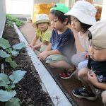 ブロッコリーの苗を植えたよ　つみきぐみ（３.４.５歳児）