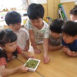 豆苗を育てよう！　わくわくぐみ(3.4.5歳児)